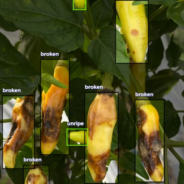 Broken fruit labelled in Roboflow