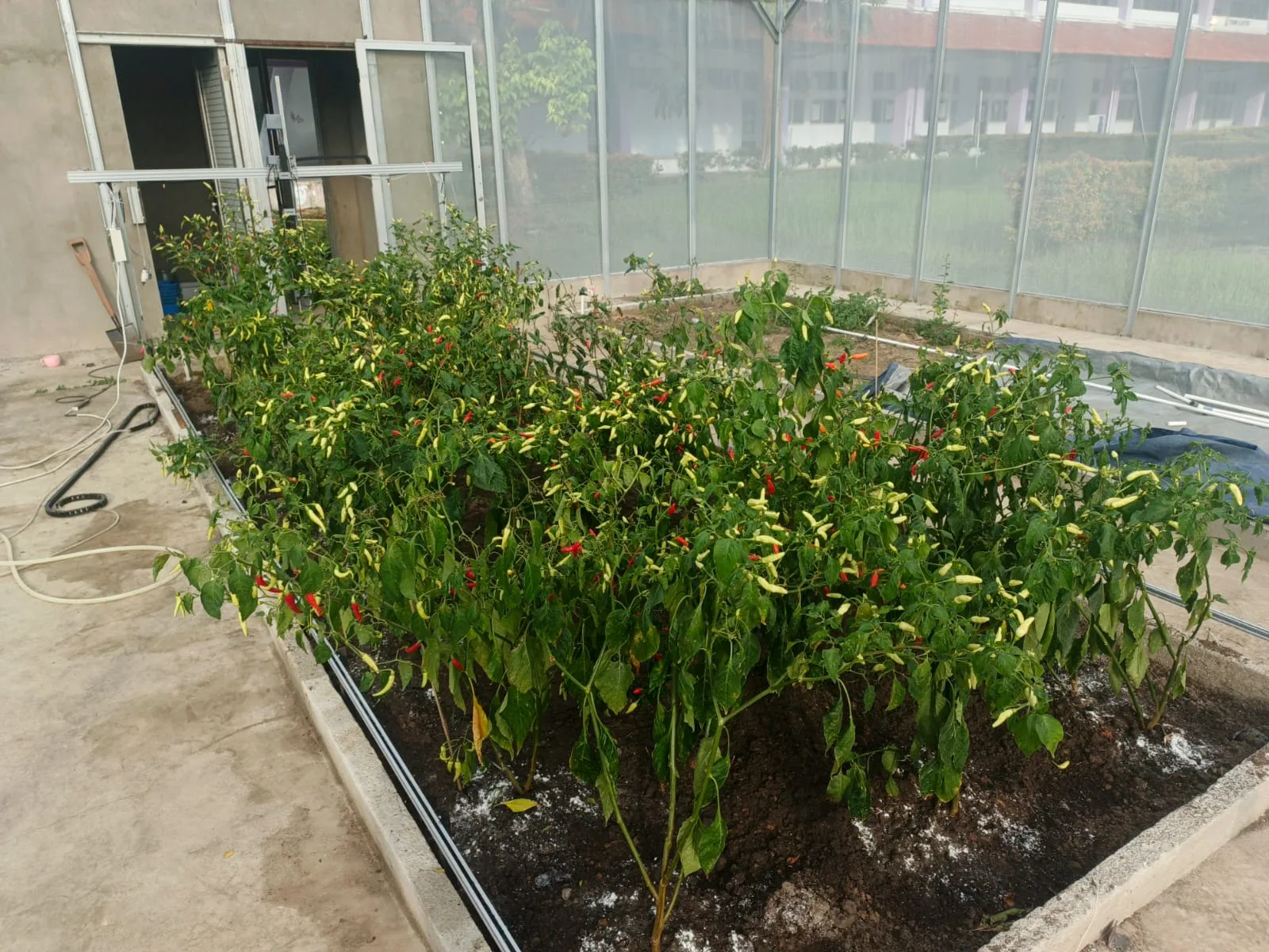 Fruiting chili plants in the main bed