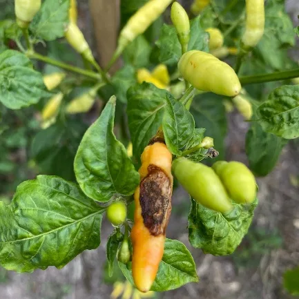 A rotting chili on the plant