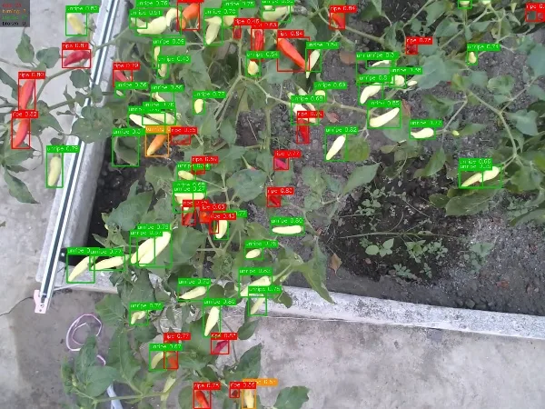 The same image with YOLOv11 detections