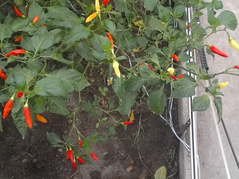 One plant as the gantry camera sees it