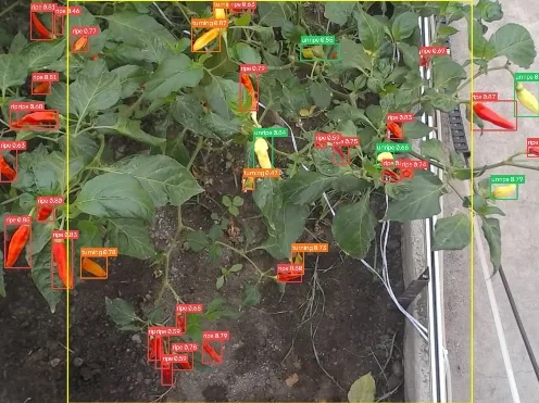 The same plant with YOLOv11 detections