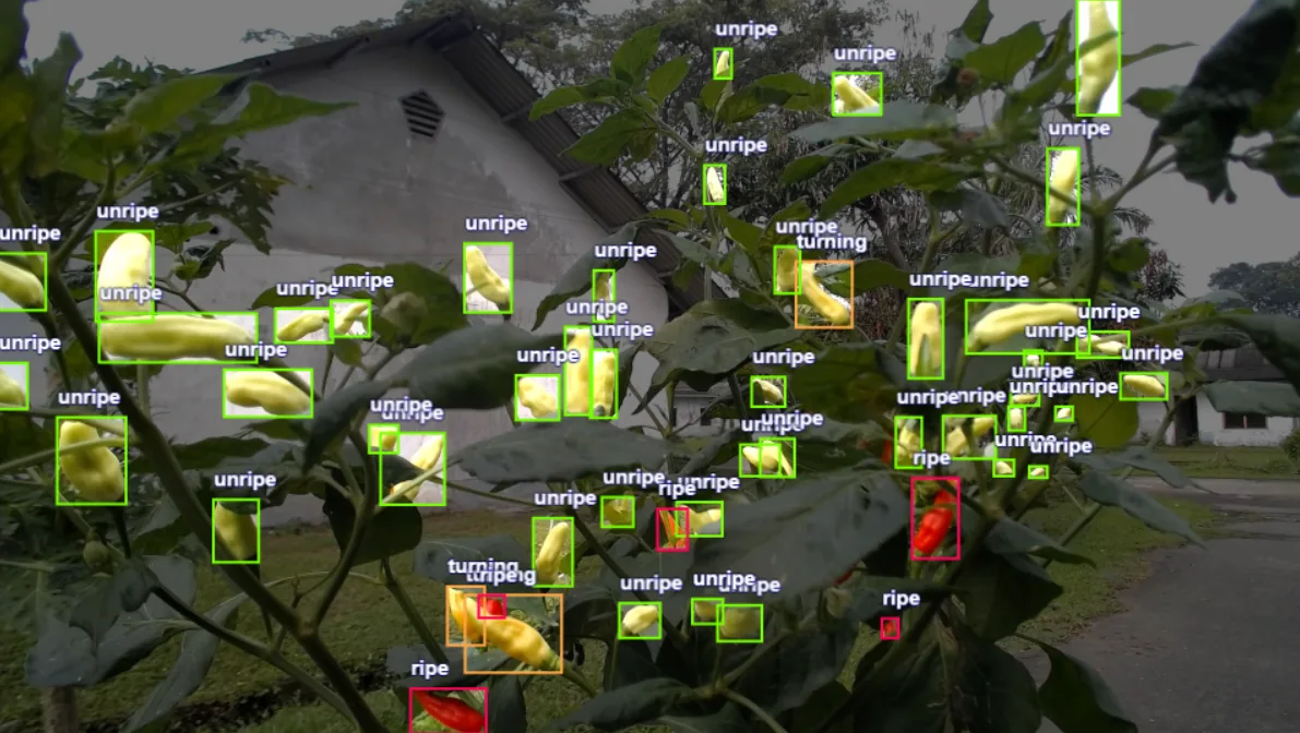 A labelled frame with dozens of unripe, turning and ripe boxes